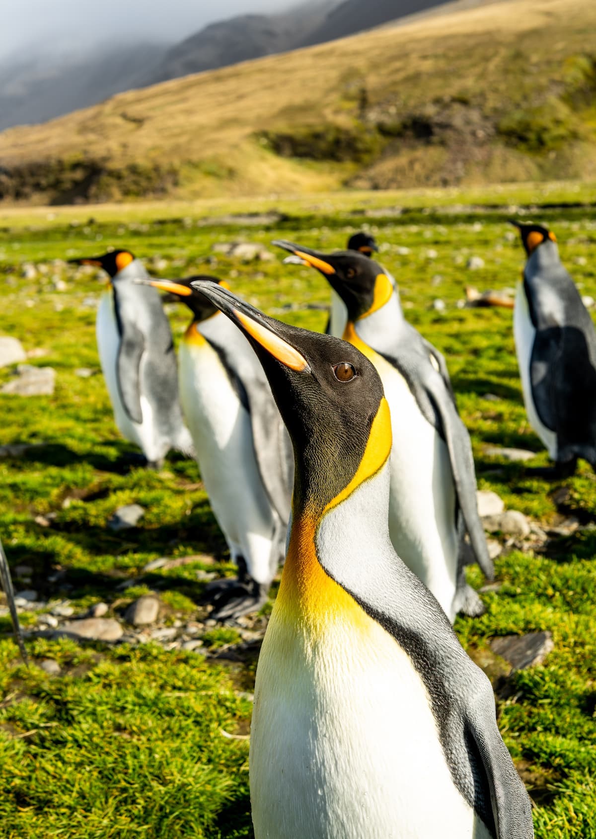 Antarctica