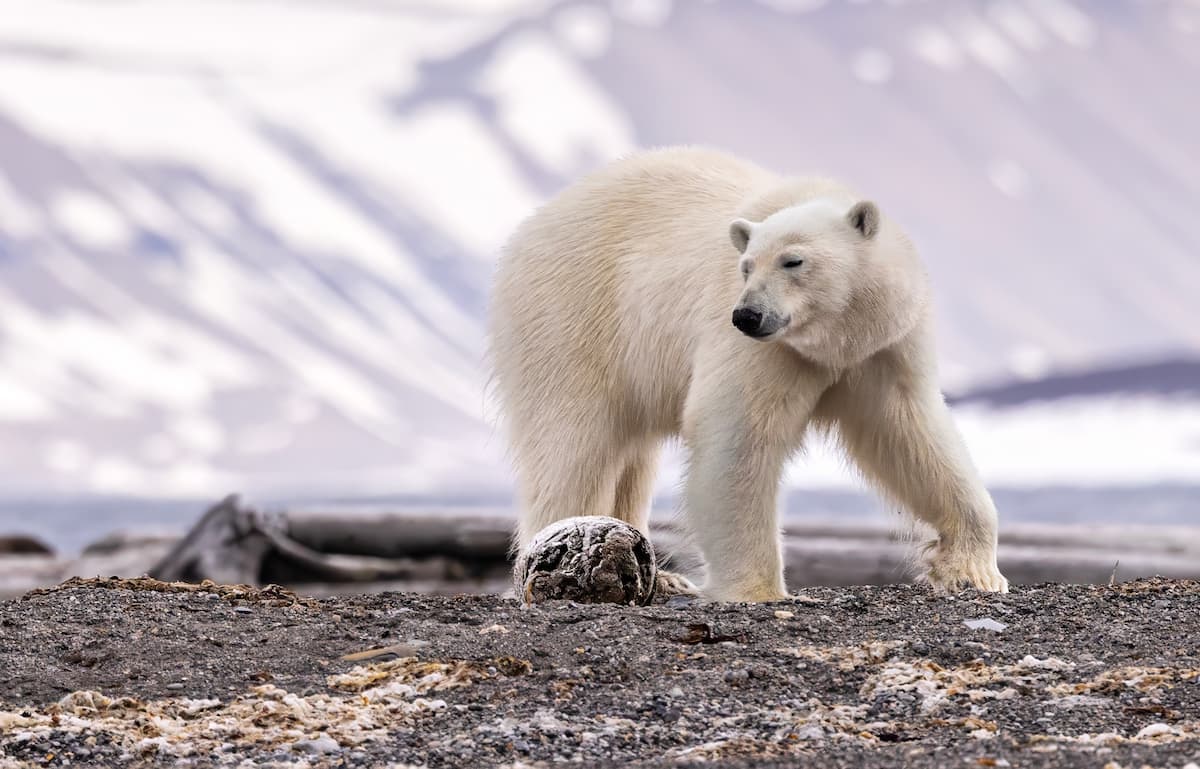 Arctic